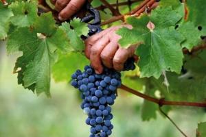 Kaip greitai pasigaminti naminį vyną iš vynuogių
